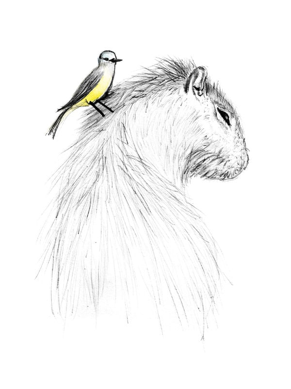 CAPIVARA E PÁSSARO