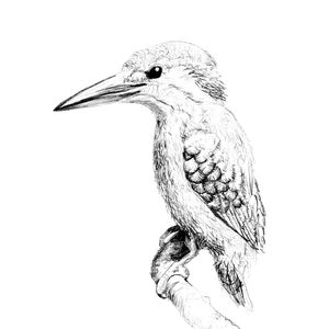 KINGFISHER
