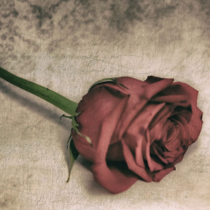 ROSA TRISTE