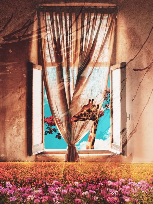 GIRAFFE ON THE WINDOW