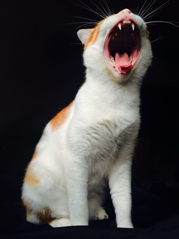 LE FELIN BÂILLE