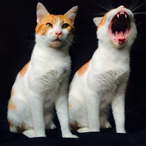 BÂILLEMENT ET JUGEMENT