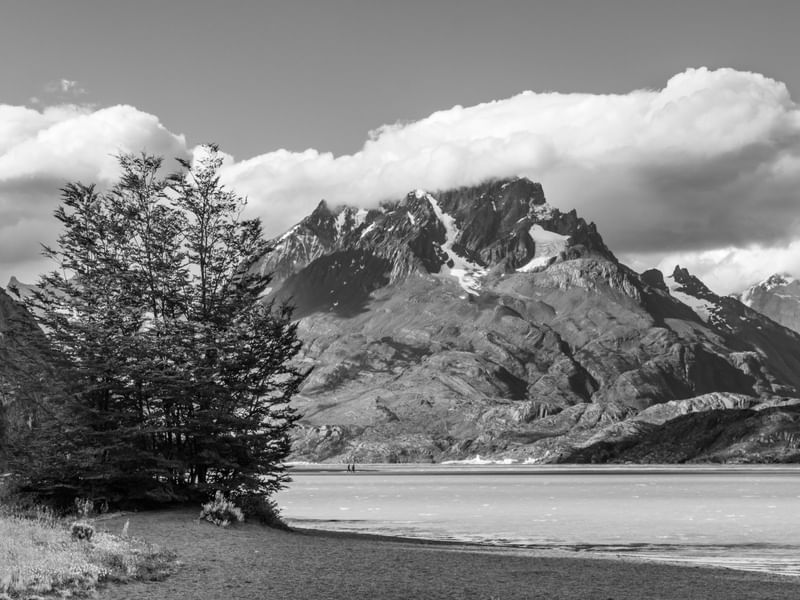 ARVORE E A MONTANHA