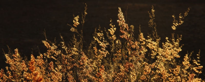 SM - FLORES AO CREPÚSCULO 05