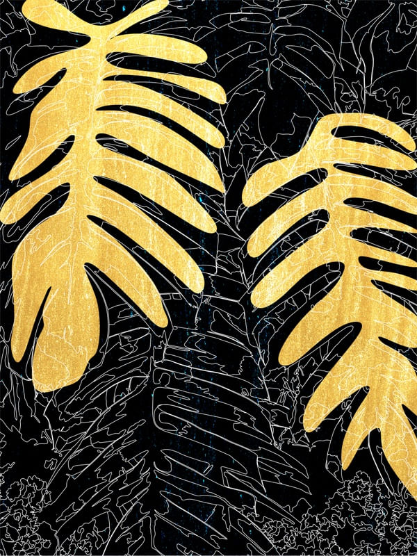 DOURADO 11 - DV