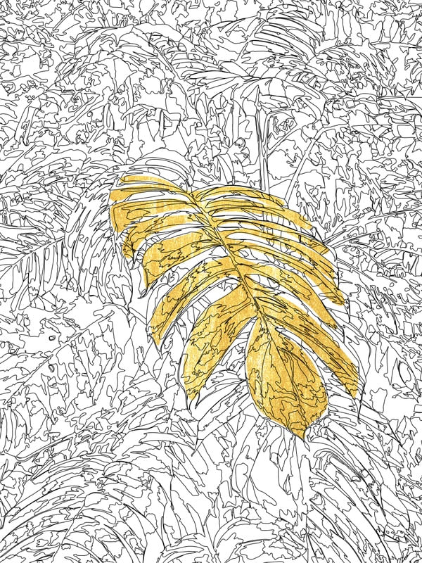 DOURADO 12 - DV