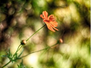 FLOR DE PICÃO 8