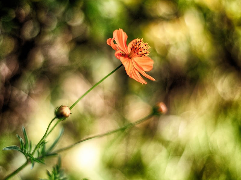 FLOR DE PICÃO 8