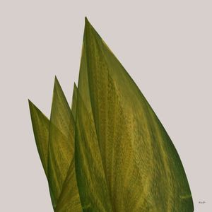 ABSTRACT-PLANTS 1967