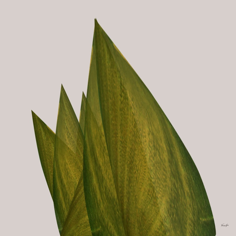 ABSTRACT-PLANTS 1967