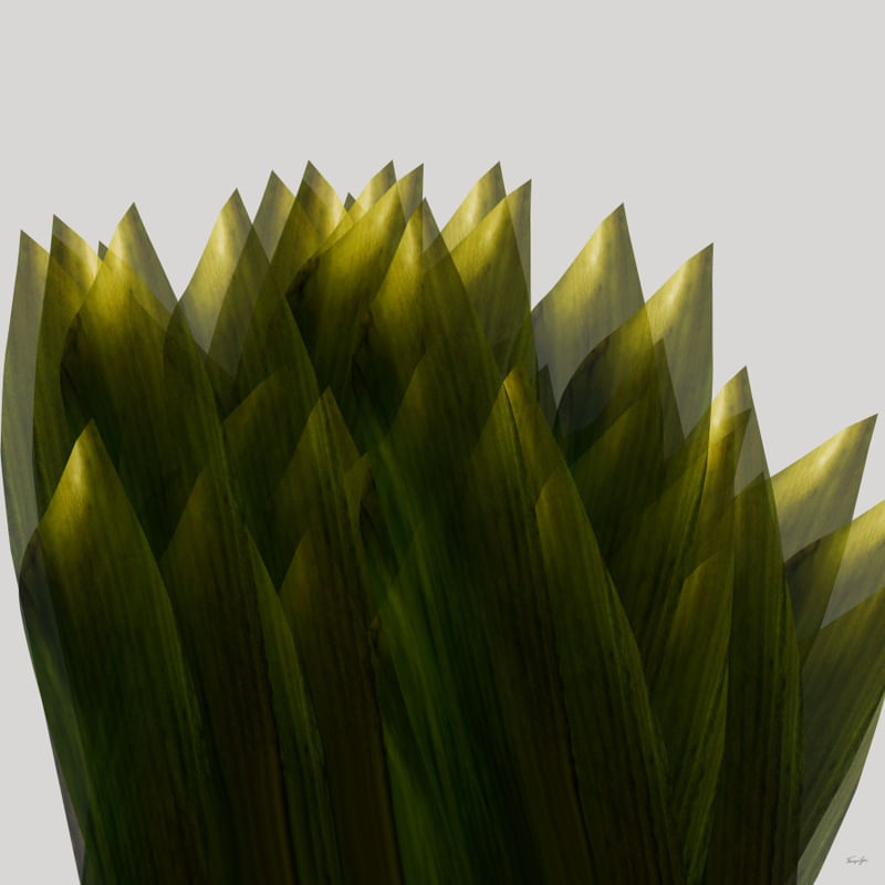 ABSTRACT-PLANTS 1986