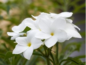 FLORES BRANCAS NO QUINTAL EM CLOSE UP