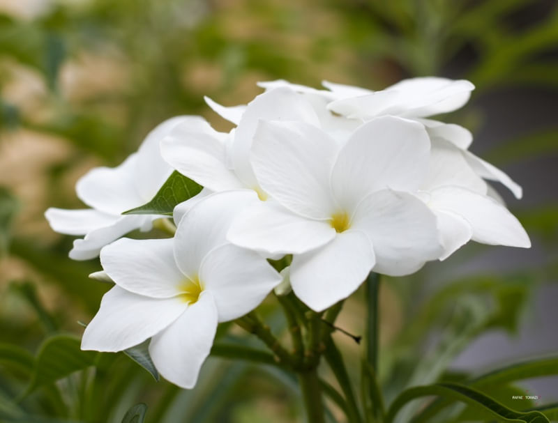 FLORES BRANCAS NO QUINTAL EM CLOSE UP