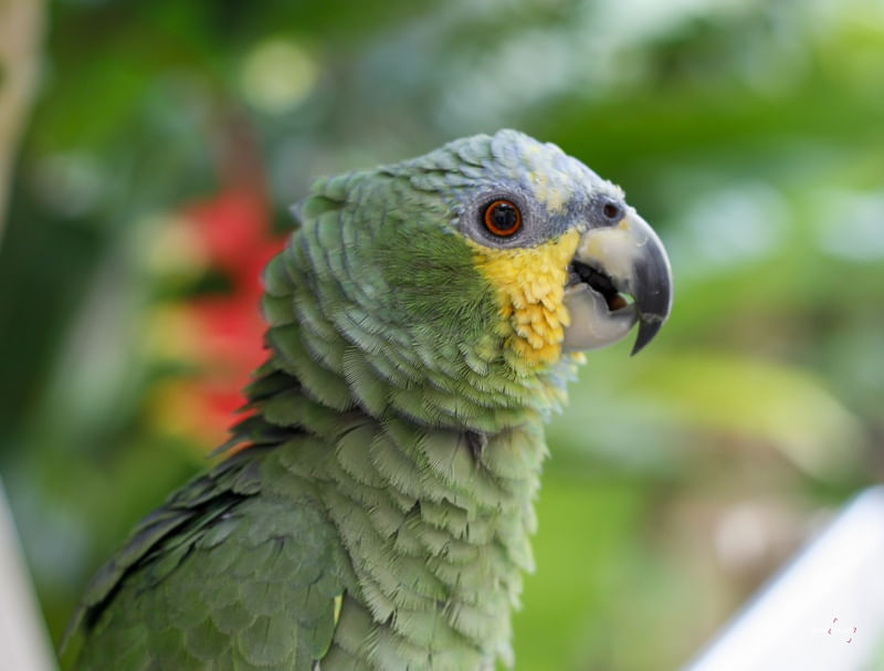 GREEN BIRB