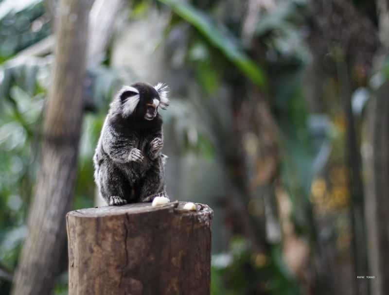 MACAQUINHO LANCHANDO