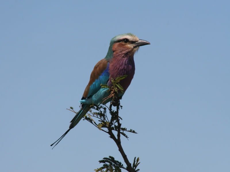 LILAC-BREASTED ROLLER