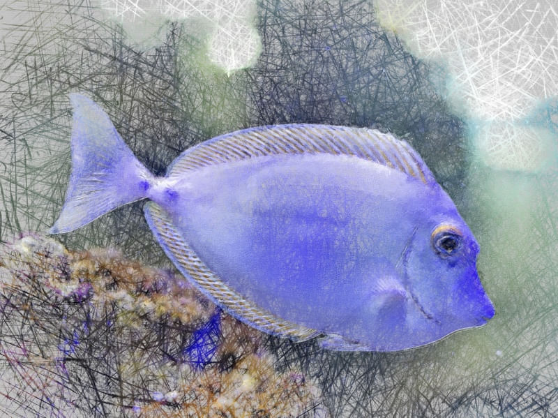 PEIXE ROXO