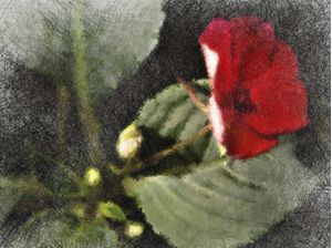 FLOR VERMELHA EM PINCEL 2