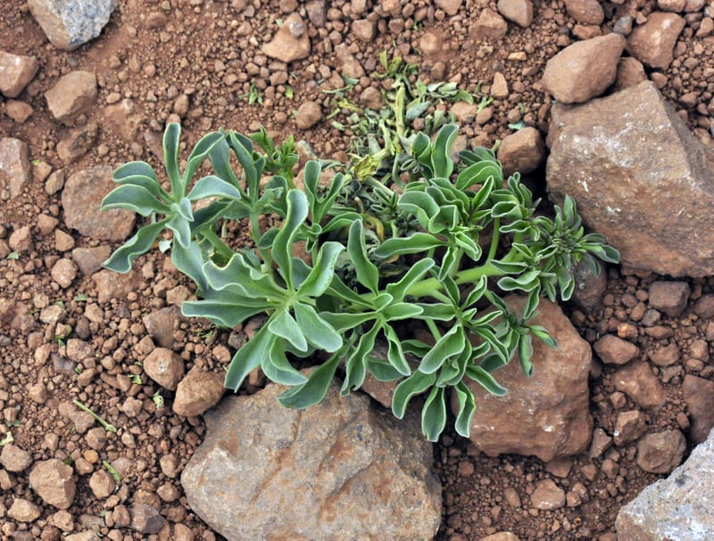 ALMA DA PATAGÔNIA
