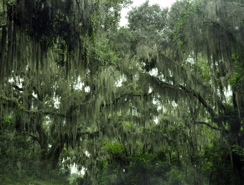 CHUVA VERDE