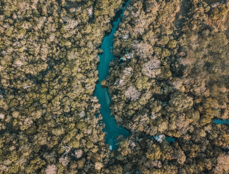 BONITO, BONITO