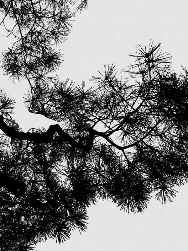 PINE TREE BLACK & WHITE