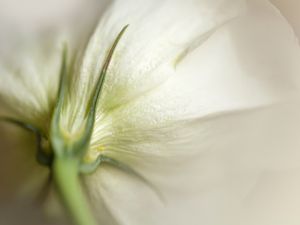 LISIANTO BRANCO VERSO