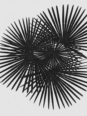 FAN PALM BLACK & WHITE