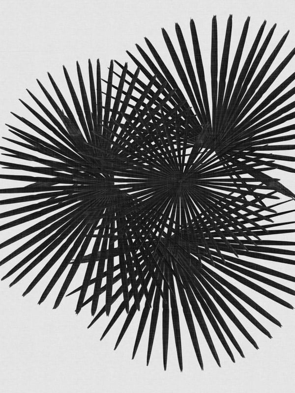 FAN PALM BLACK & WHITE