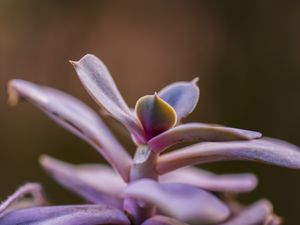 EM MEU JARDIM (III)
