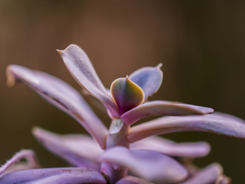 EM MEU JARDIM (III)