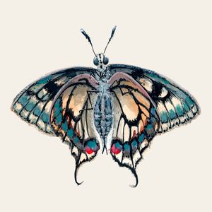 BORBOLETA EM AQUARELA