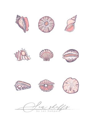 TIPOS DE CONCHAS II