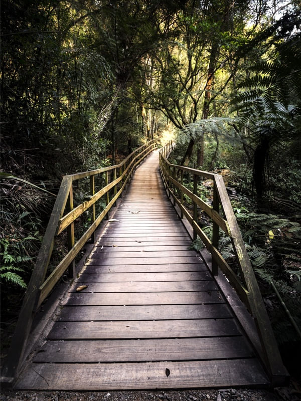 CAMINHANDO NA FLORESTA