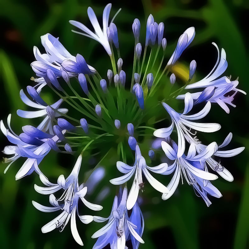 FLOWER_1