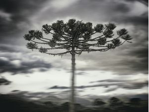 ARAUCÁRIA SOLITÁRIA
