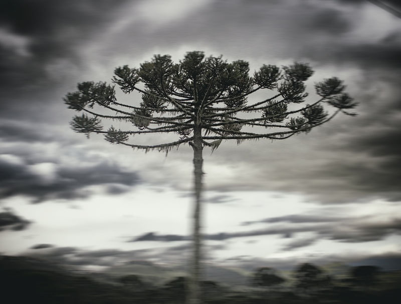 ARAUCÁRIA SOLITÁRIA