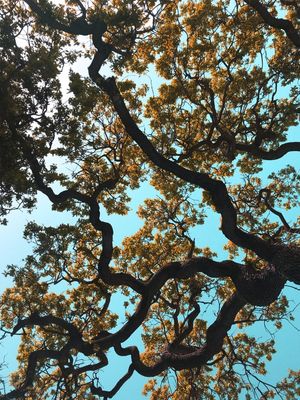 YOUR YELLOW TREE