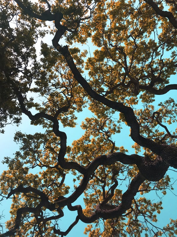 YOUR YELLOW TREE