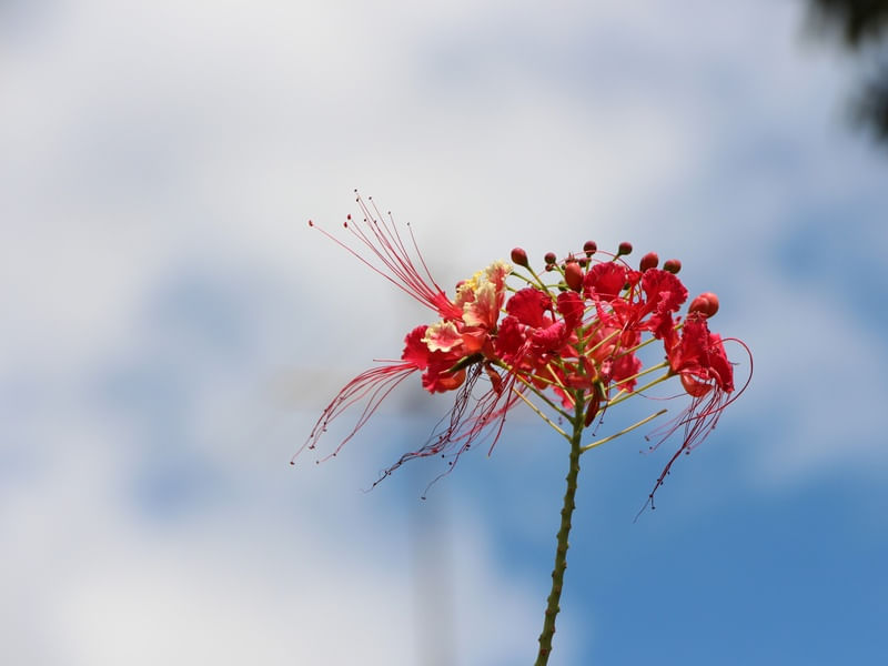 BELA FLOR AO VENTO