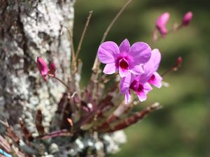 MINI ORQUÍDEA ROXA 1