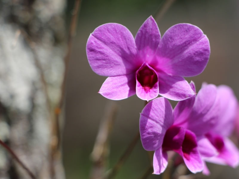 MINI ORQUÍDEA ROXA 2