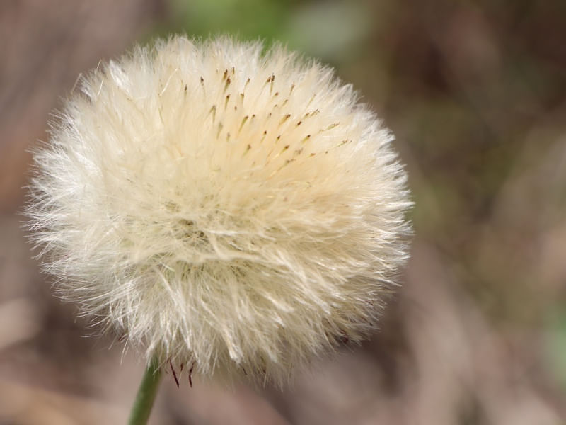 FLOR DE ALGODÃO DOCE