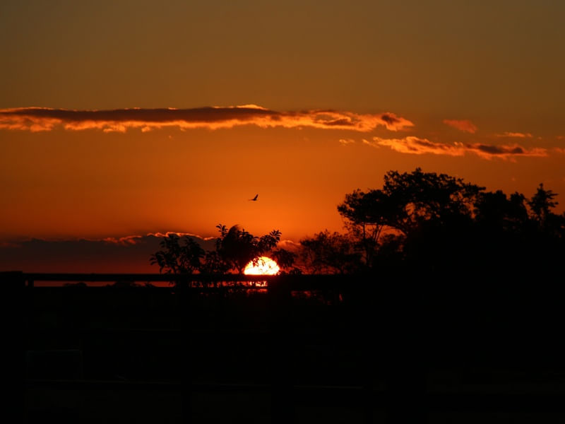 POR DO SOL E O PÁSSARO