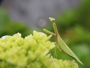 LOUVA-DEUS POSANDO PRA FOTO