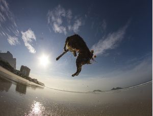 CACHORRO SALTANDO