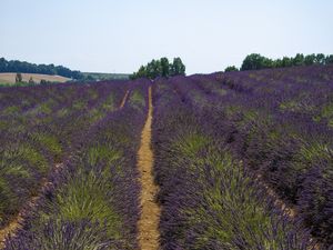 CAMPOS DE LAVANDA