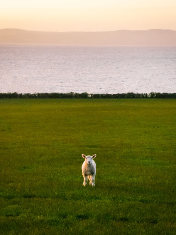 CURIOSIDADE - IRLANDA