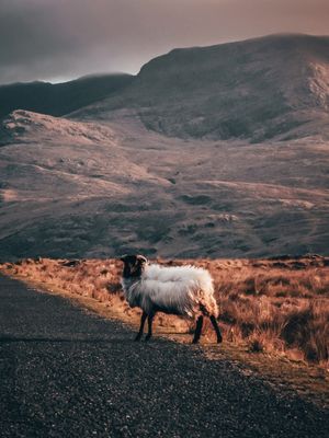 PERDIDA EM CONNEMARA