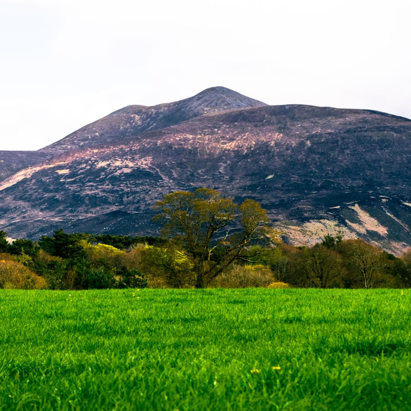 PELOS CAMPOS VERDE DA IRLANDA